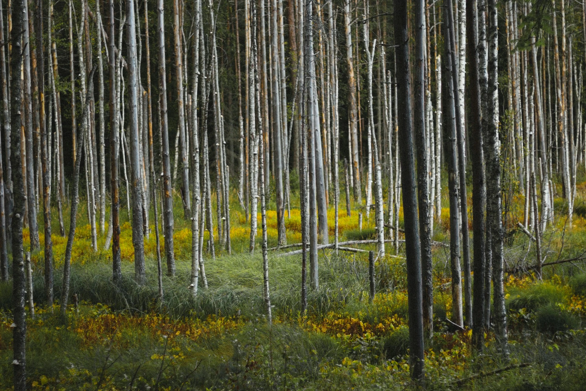 Scandinavian forest